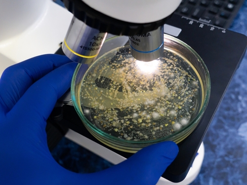 Bacterial growth