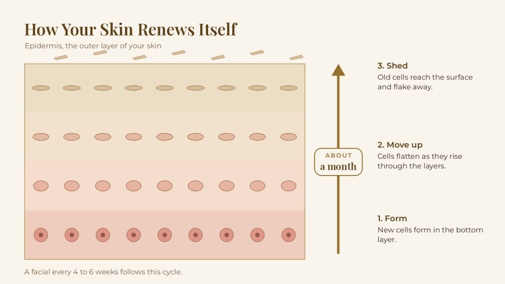 Diagram of the skin renewal cycle, with new cells forming, moving up and shedding in about a month